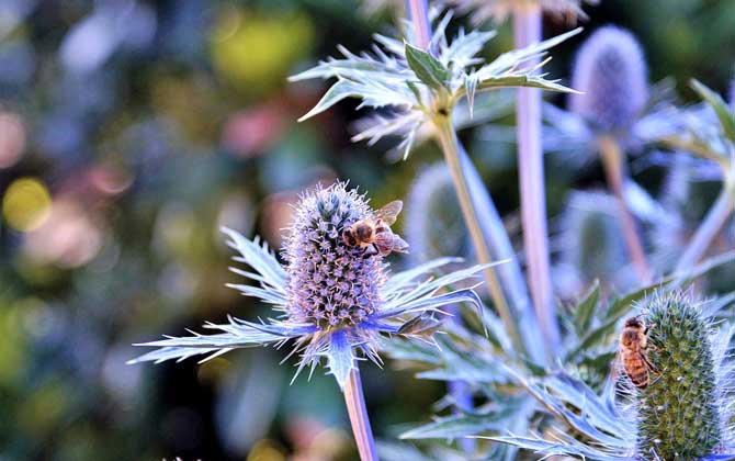 蜜蜂偵查蜂能飛多遠? 偵查蜂