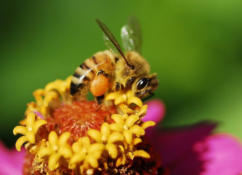 蜜蜂采花蜜是為了什么? 蜜蜂采花蜜是為了什么?