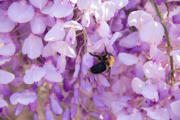 養(yǎng)蜂種什么花蜜源最好？(蜜源植物種植技巧)
