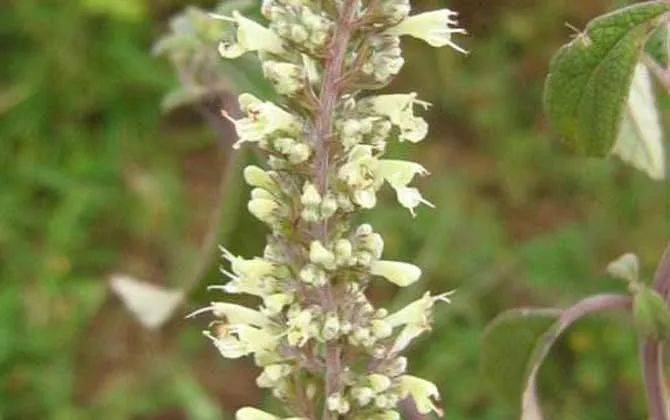 養(yǎng)蜂種什么花蜜源最好？(蜜源植物種植技巧)