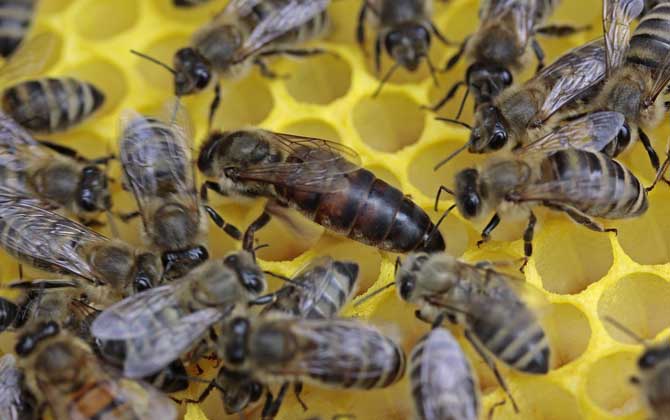 蜂王吃什么食物? 蜂王吃什么