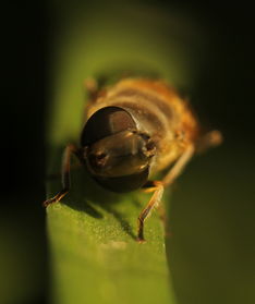 養蜜蜂的技巧和方法(養蜜蜂技術大全) 養蜜蜂的技巧和方法(養蜜蜂技術大全)