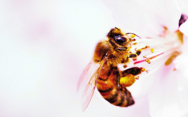 蜜蜂的生活習性及生長過程 蜜蜂生活習性及生長過程