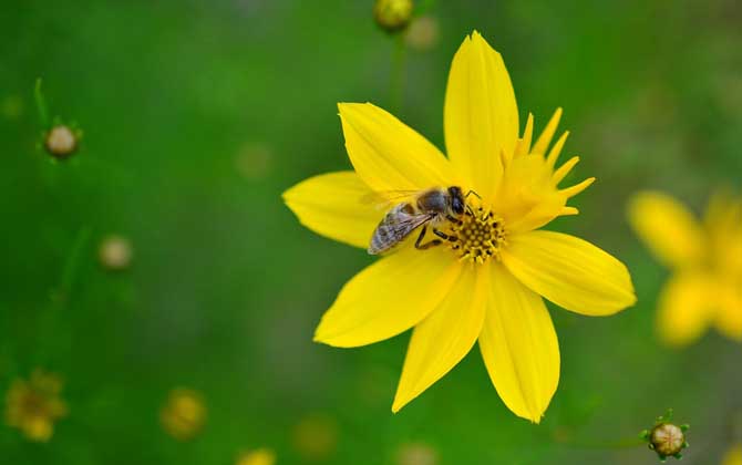 工蜂為什么不能生育(工蜂為什么不能正常生育) 工蜂為什么不能生育(工蜂為什么不能正常生育)