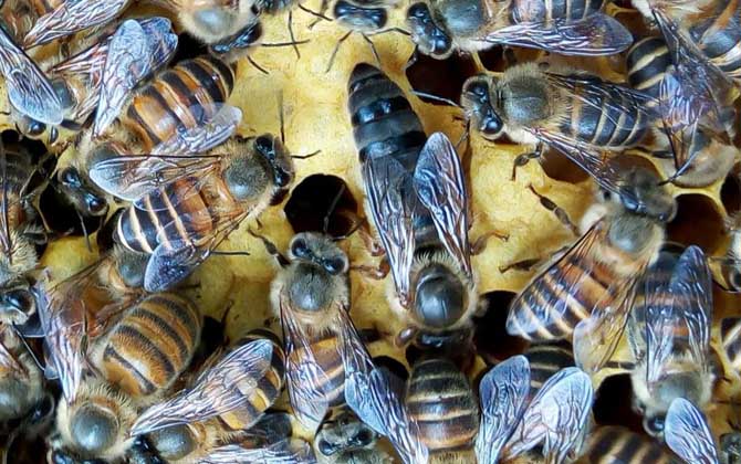 阿壩中蜂能在河南養嗎(阿壩蜜蜂在南方可以養嗎) 阿壩中蜂能在河南養嗎(阿壩蜜蜂在南方可以養嗎)