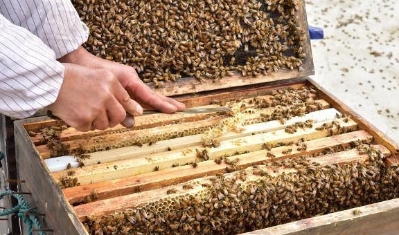 新手養蜂怎么治蜂螨(怎樣治蜂螨效果好) 新手養蜂怎么治蜂螨(怎樣治蜂螨效果好)