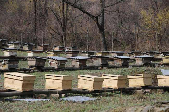 養殖蜜蜂應該如何擺放蜂箱? 養殖蜜蜂應該如何擺放蜂箱?