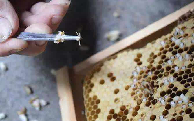 蠟螟誘殺燈怎么制作? 蠟螟誘殺燈