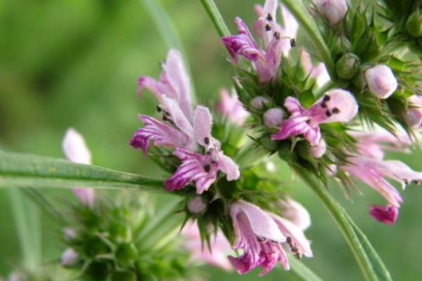 益母草什么時(shí)候開花（益母草幾月開花幾月份生長）