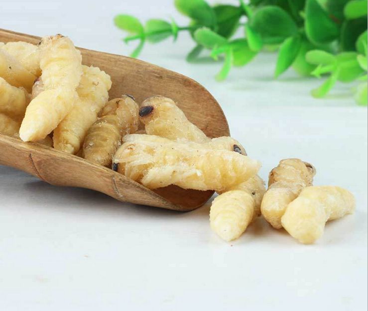 【蜜蜂知識】如何區別蜜蜂蛹和胡蜂蛹? 如何區別蜜蜂蛹和胡蜂蛹?