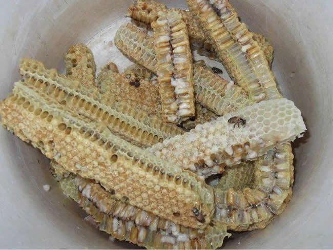 【蜜蜂知識】如何區別蜜蜂蛹和胡蜂蛹? 如何區別蜜蜂蛹和胡蜂蛹?