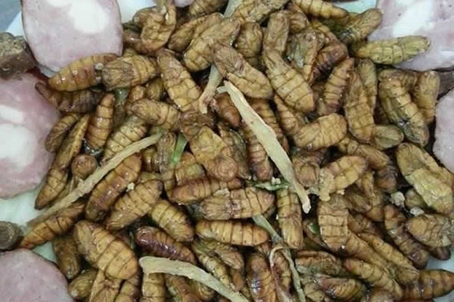 【蜜蜂知識】如何區別蜜蜂蛹和胡蜂蛹? 如何區別蜜蜂蛹和胡蜂蛹?