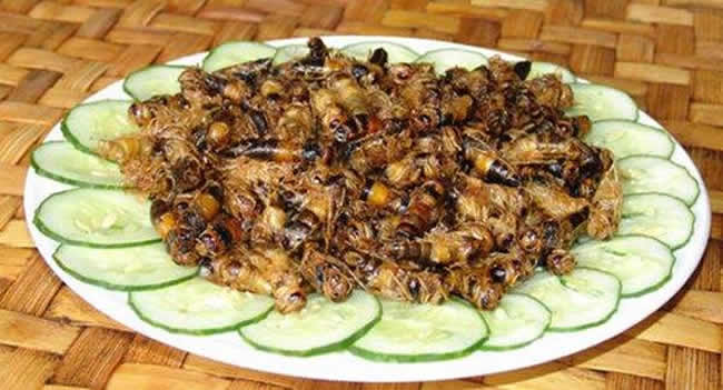 【蜜蜂知識】如何區別蜜蜂蛹和胡蜂蛹? 如何區別蜜蜂蛹和胡蜂蛹?