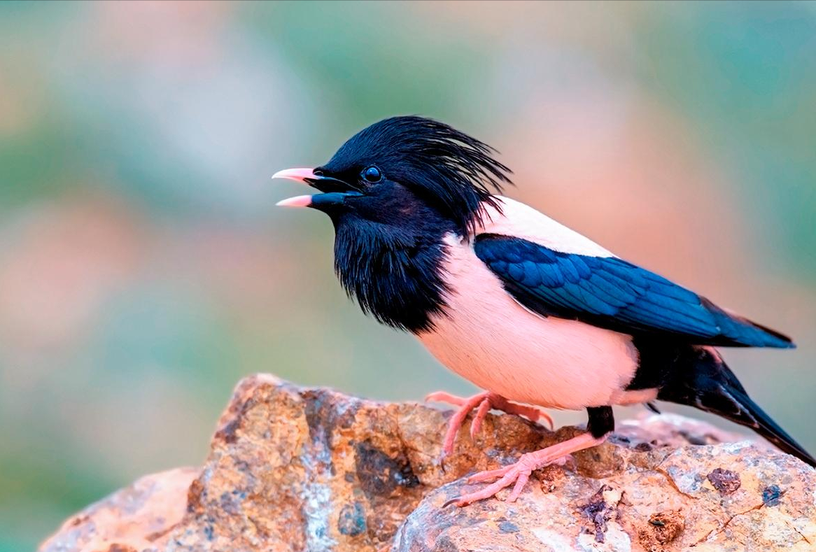 20萬只粉紅椋鳥到達新疆,滅蝗大戰開始,蝗蟲還夠吃嗎 20萬只粉紅椋鳥到達新疆,滅蝗大戰開始,蝗蟲還夠吃嗎