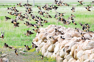 20萬只粉紅椋鳥到達新疆,滅蝗大戰開始,蝗蟲還夠吃嗎 20萬只粉紅椋鳥馳援新疆滅蝗,護40萬畝草場!蝗災到底有多可怕?