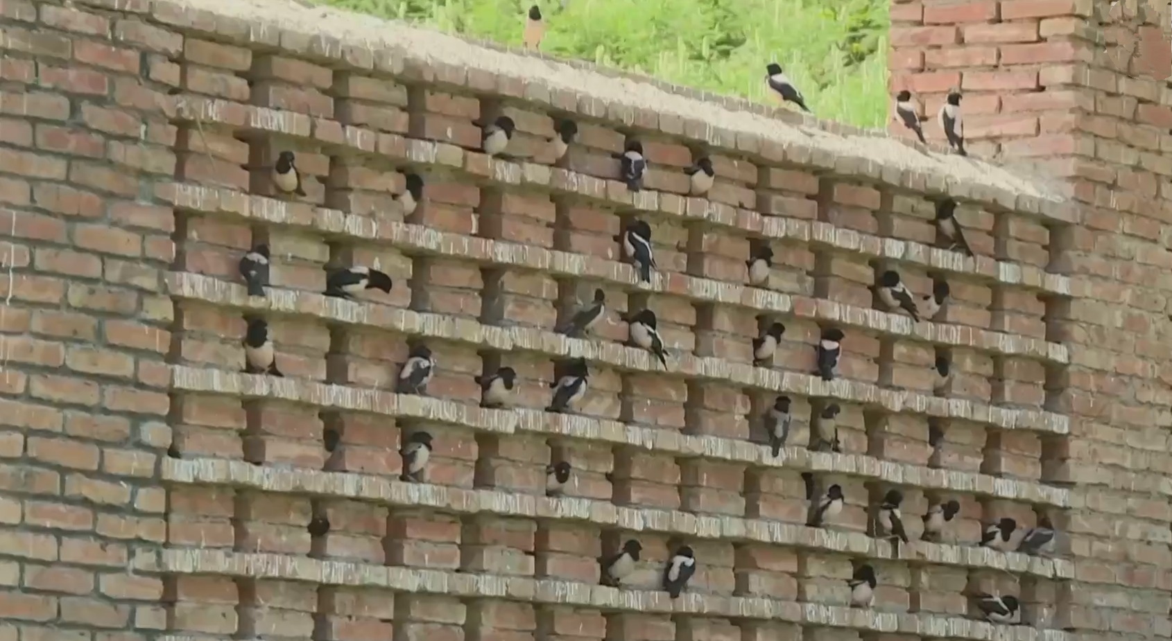 20萬只粉紅椋鳥到達新疆,滅蝗大戰開始,蝗蟲還夠吃嗎 20萬只粉紅椋鳥馳援新疆滅蝗,護40萬畝草場!蝗災到底有多可怕?