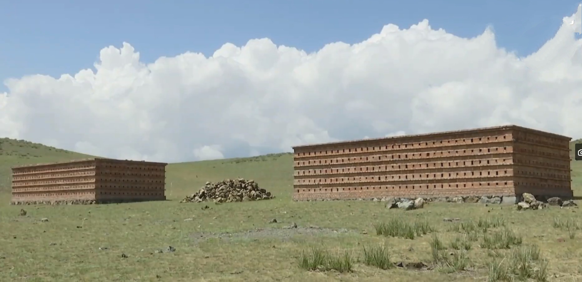 20萬只粉紅椋鳥到達新疆,滅蝗大戰開始,蝗蟲還夠吃嗎 20萬只粉紅椋鳥馳援新疆滅蝗,護40萬畝草場!蝗災到底有多可怕?