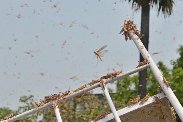20萬只粉紅椋鳥到達新疆,滅蝗大戰開始,蝗蟲還夠吃嗎 20萬只粉紅椋鳥馳援新疆滅蝗,護40萬畝草場!蝗災到底有多可怕?