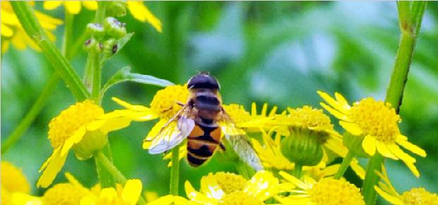 【蜜蜂養殖】蜜蜂養殖新技術 蜜蜂養殖新技術