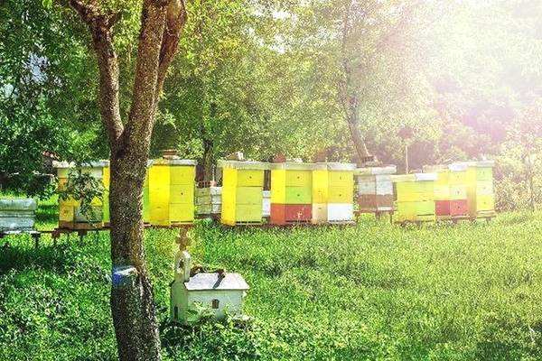 【蜜蜂養殖】蜜蜂養殖新技術 蜜蜂養殖新技術