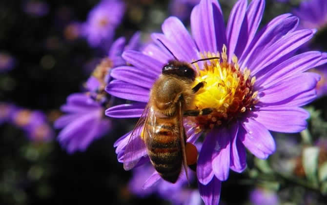 蜜蜂一生能采多少蜂蜜? 蜜蜂采蜜