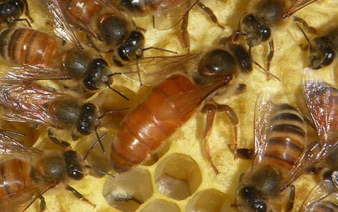 一脾開繁不加脾怎么辦(一脾開繁四十天不加脾怎么回事) 一脾開繁不加脾怎么辦(一脾開繁四十天不加脾怎么回事)