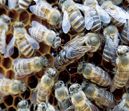 意蜂蜂場(chǎng)集體換王方法(意蜂養(yǎng)殖,更換蜂王需要注意什么) 意蜂蜂場(chǎng)集體換王方法(意蜂養(yǎng)殖,更換蜂王需要注意什么)