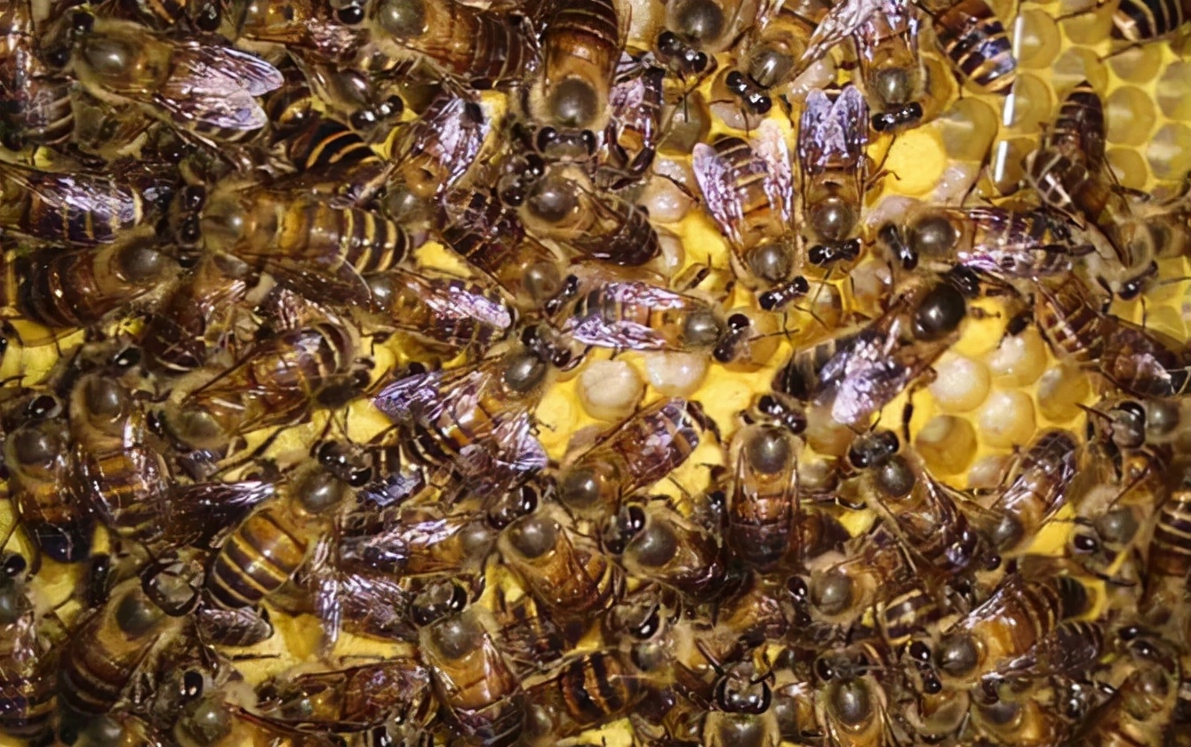 處女王交尾后圍王(被圍王的三個原因) 處女王交尾后圍王(被圍王的三個原因)