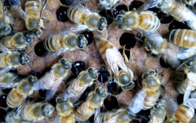 介王多久才放出來蜂王(介王一般幾天可以放王) 介王多久才放出來蜂王(介王一般幾天可以放王)