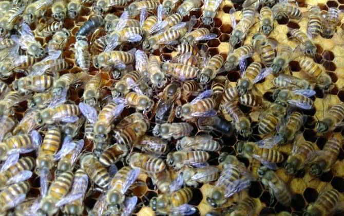 介王多久才放出來蜂王(介王一般幾天可以放王) 介王多久才放出來蜂王(介王一般幾天可以放王)