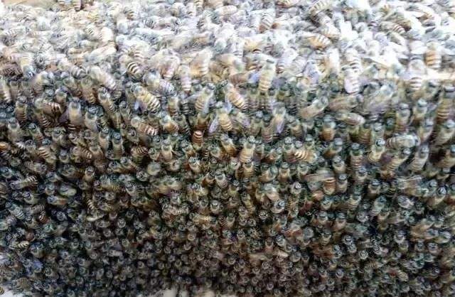 蜜蜂白堊病如何防治? 蜜蜂白堊病如何防治?