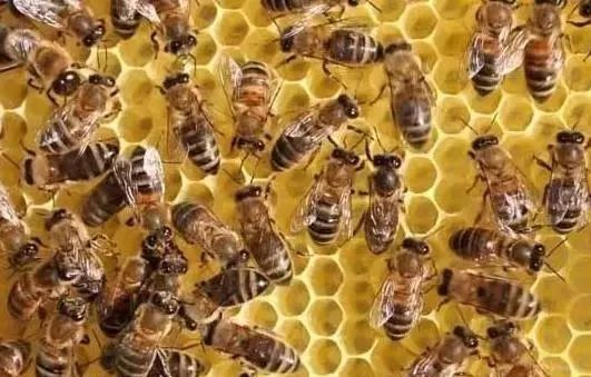 網上買的蜂群怎樣過箱(網購蜜蜂怎么過箱) 網上買的蜂群怎樣過箱(網購蜜蜂怎么過箱)