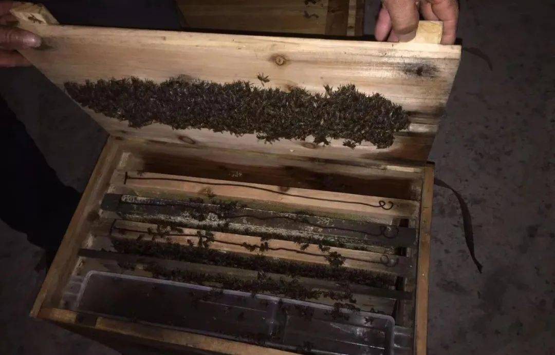 網上買的蜂群怎樣過箱(網購蜜蜂怎么過箱) 網上買的蜂群怎樣過箱(網購蜜蜂怎么過箱)