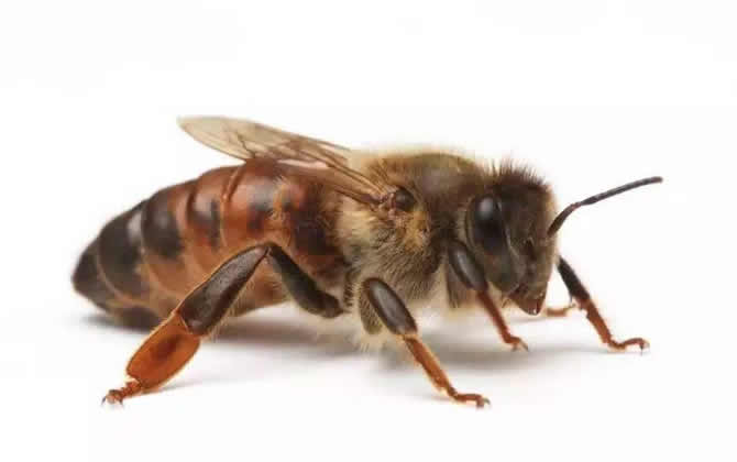 蜜蜂中的蜂王是什么蜂 蜜蜂中的蜂王是什么蜂
