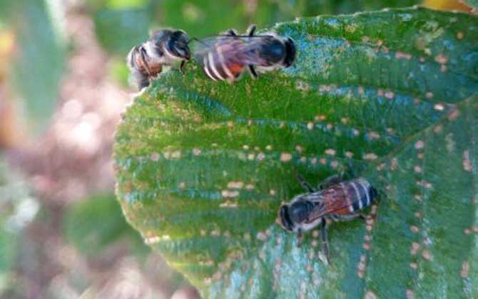黑小蜜蜂蜇人有毒嗎(黑小蜂的毒性強么) 黑小蜜蜂蜇人有毒嗎(黑小蜂的毒性強么)