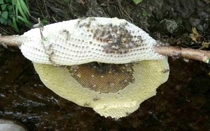 黑小蜜蜂蜇人有毒嗎(黑小蜂的毒性強么) 黑小蜜蜂蜇人有毒嗎(黑小蜂的毒性強么)
