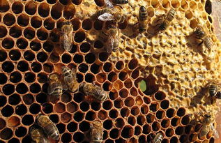 蜜蜂蜂巢泡酒的功效(蜂巢泡酒的功效與作用) 蜜蜂蜂巢泡酒的功效(蜂巢泡酒的功效與作用)