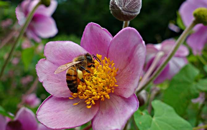 工蜂采蜜飛多遠? 工蜂采蜜
