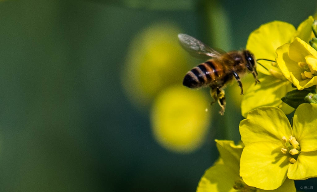 養殖蜜蜂失王的征兆(蜂群失王會有哪些行為表現呢) 養殖蜜蜂失王的征兆(蜂群失王會有哪些行為表現呢)