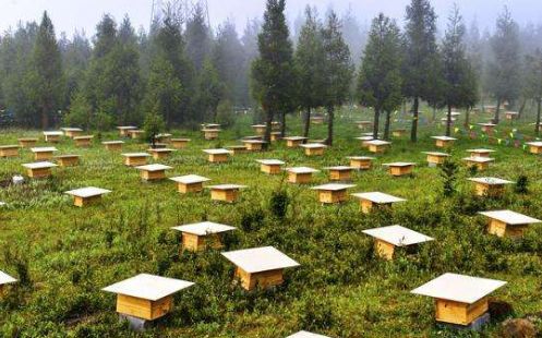 在農(nóng)村可以養(yǎng)蜜蜂嗎(農(nóng)村養(yǎng)殖蜜蜂前景) 在農(nóng)村可以養(yǎng)蜜蜂嗎(農(nóng)村養(yǎng)殖蜜蜂前景)