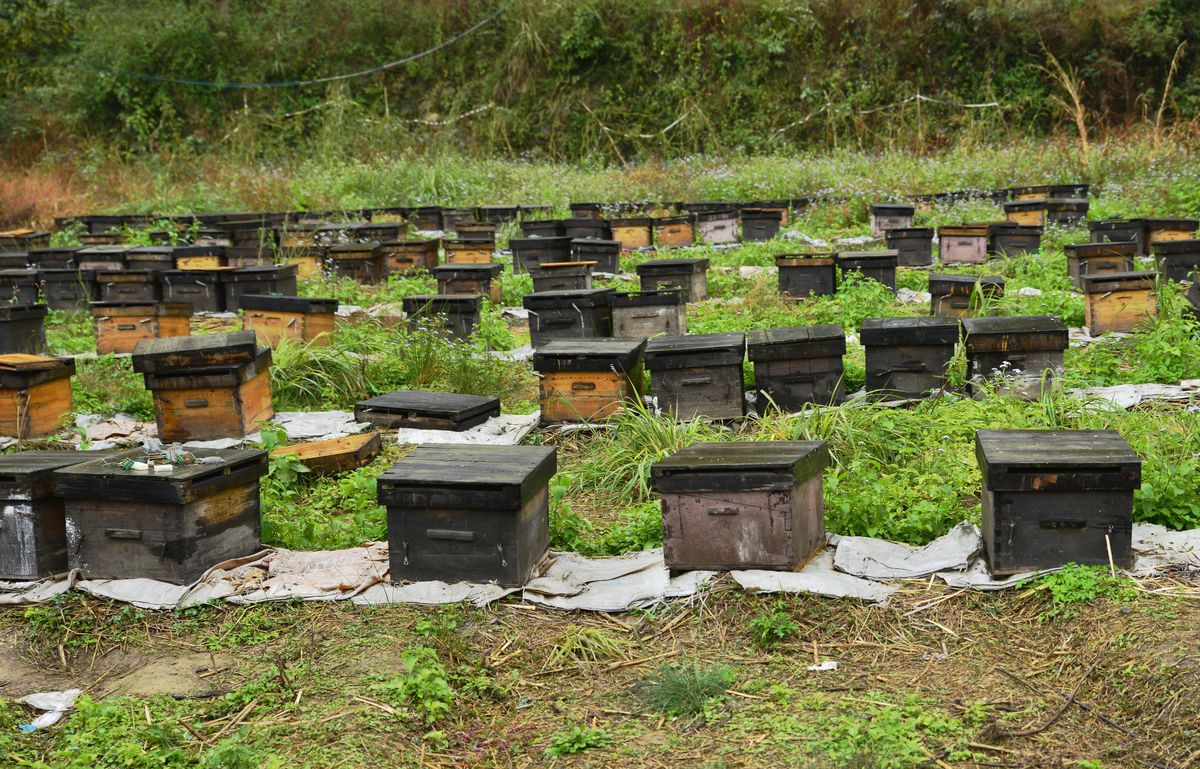 在農(nóng)村可以養(yǎng)蜜蜂嗎(農(nóng)村養(yǎng)殖蜜蜂前景) 在農(nóng)村可以養(yǎng)蜜蜂嗎(農(nóng)村養(yǎng)殖蜜蜂前景)