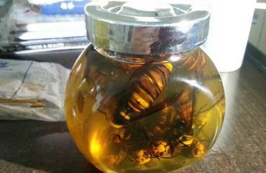 黃腰虎頭蜂泡酒有什么功效(黃腰虎頭蜂泡酒對人的身體有什么好處) 黃腰虎頭蜂泡酒有什么功效(黃腰虎頭蜂泡酒對人的身體有什么好處)