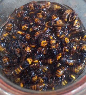 黃腰虎頭蜂泡酒有什么功效(黃腰虎頭蜂泡酒對人的身體有什么好處) 黃腰虎頭蜂泡酒有什么功效(黃腰虎頭蜂泡酒對人的身體有什么好處)