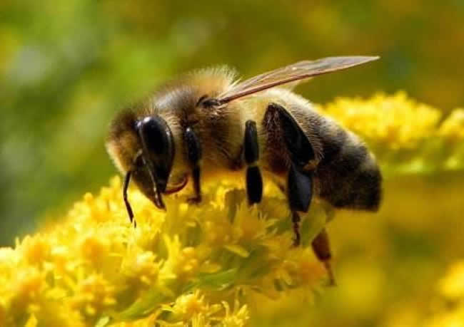 哪些人不適合養蜜蜂？