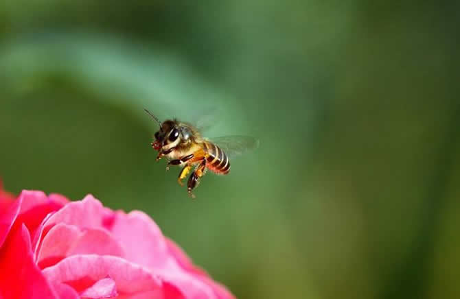 哪些人不適合養蜜蜂？