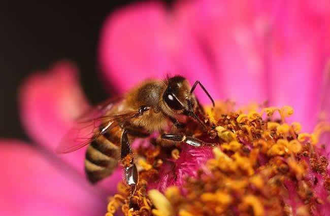 哪些人不適合養蜜蜂？