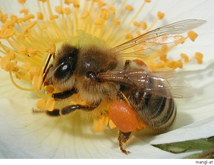 哪些人不適合養蜜蜂？