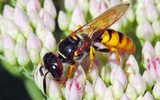 被馬蜂蟄了怎么消腫? 馬蜂