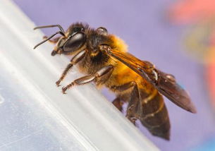 格子箱養殖蜜蜂為什么大蜂場不用(曾經風靡一時的格子箱養殖緣何迅速退出養蜂舞臺) 格子箱養殖蜜蜂為什么大蜂場不用(曾經風靡一時的格子箱養殖緣何迅速退出養蜂舞臺)