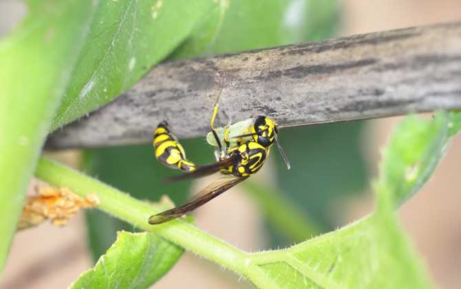細腰蜂有什么危害（家里有細腰蜂是怎么回事）
